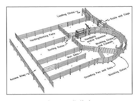 cattle loading chute dimensions|Beef Cattle Handling Facilities 